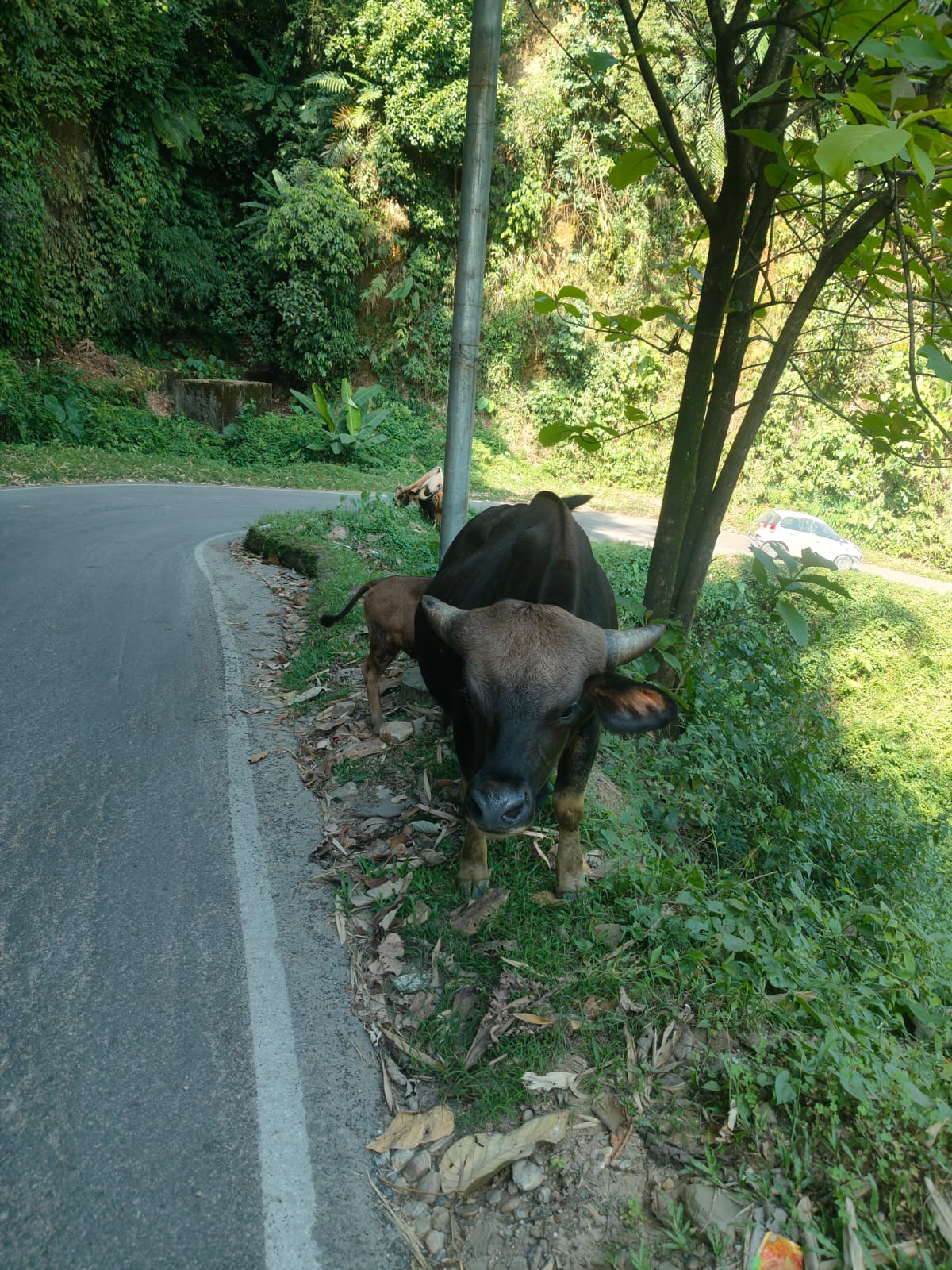 Mithun